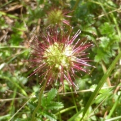 Acaena novae-zelandiae (Bidgee Widgee) at Isaacs Ridge - 28 Jan 2015 by Mike