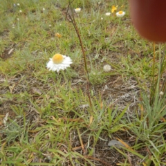 Leucochrysum albicans subsp. tricolor (Hoary Sunray) at Majura, ACT - 4 Feb 2015 by MichaelMulvaney