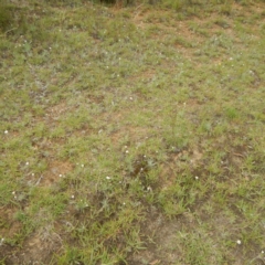 Leucochrysum albicans subsp. tricolor at Majura, ACT - 5 Feb 2015