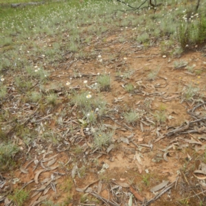 Leucochrysum albicans subsp. tricolor at Majura, ACT - 5 Feb 2015