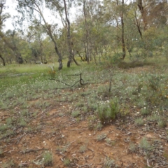 Leucochrysum albicans subsp. tricolor at Majura, ACT - 5 Feb 2015