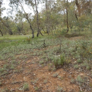 Leucochrysum albicans subsp. tricolor at Majura, ACT - 5 Feb 2015