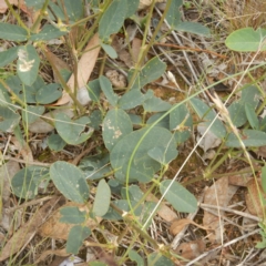 Oxytes brachypoda (Large Tick-trefoil) at Majura, ACT - 4 Feb 2015 by MichaelMulvaney