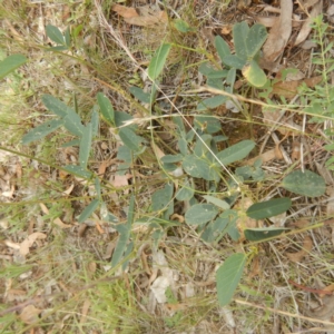 Oxytes brachypoda at Majura, ACT - 5 Feb 2015 10:07 AM