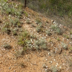 Leucochrysum albicans subsp. tricolor (Hoary Sunray) at Campbell, ACT - 4 Feb 2015 by MichaelMulvaney