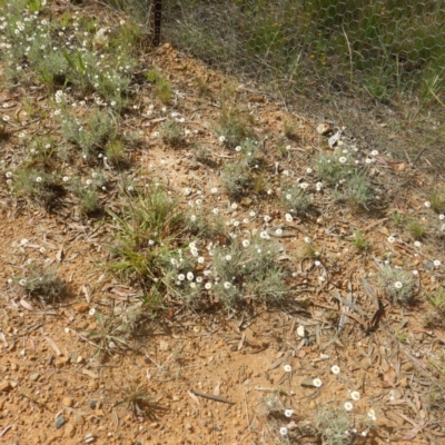 Leucochrysum albicans subsp. tricolor (Hoary Sunray) at Campbell, ACT - 4 Feb 2015 by MichaelMulvaney