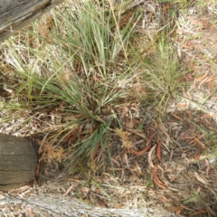 Dianella sp. aff. longifolia (Benambra) (Pale Flax Lily, Blue Flax Lily) at Campbell, ACT - 4 Feb 2015 by MichaelMulvaney