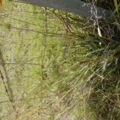 Dianella sp. aff. longifolia (Benambra) (Pale Flax Lily, Blue Flax Lily) at Campbell, ACT - 4 Feb 2015 by MichaelMulvaney