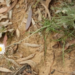 Leucochrysum albicans subsp. tricolor (Hoary Sunray) at Campbell, ACT - 5 Feb 2015 by MichaelMulvaney