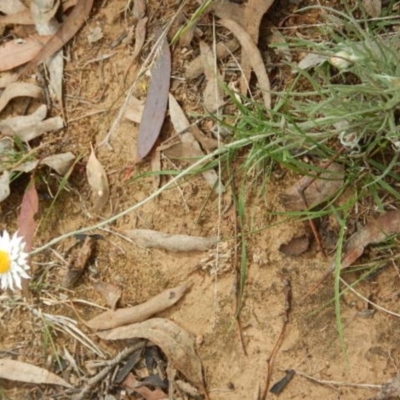 Leucochrysum albicans subsp. tricolor (Hoary Sunray) at Campbell, ACT - 5 Feb 2015 by MichaelMulvaney