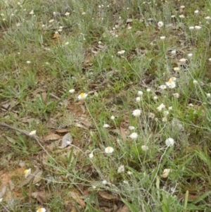 Leucochrysum albicans subsp. tricolor at Campbell, ACT - 5 Feb 2015