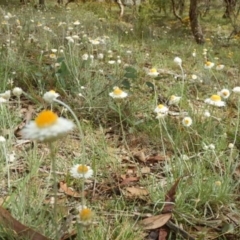 Leucochrysum albicans subsp. tricolor (Hoary Sunray) at Campbell, ACT - 4 Feb 2015 by MichaelMulvaney