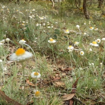 Leucochrysum albicans subsp. tricolor (Hoary Sunray) at Campbell, ACT - 5 Feb 2015 by MichaelMulvaney