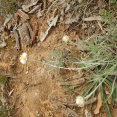 Leucochrysum albicans subsp. tricolor (Hoary Sunray) at Majura, ACT - 4 Feb 2015 by MichaelMulvaney