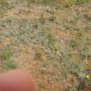 Leucochrysum albicans subsp. tricolor at Majura, ACT - 5 Feb 2015