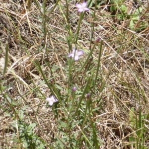 Epilobium billardiereanum at Isaacs, ACT - 28 Jan 2015