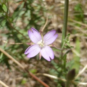 Epilobium billardiereanum at Isaacs, ACT - 28 Jan 2015 01:29 PM