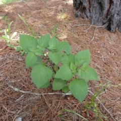 Solanum nigrum (Black Nightshade) at Isaacs, ACT - 28 Jan 2015 by Mike