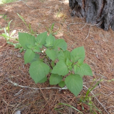 Solanum nigrum (Black Nightshade) at Isaacs, ACT - 28 Jan 2015 by Mike