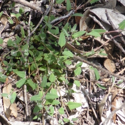 Einadia nutans subsp. nutans (Climbing Saltbush) at Isaacs Ridge - 28 Jan 2015 by Mike