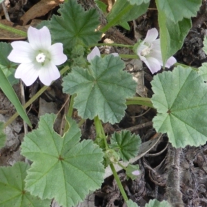 Malva neglecta at Jerrabomberra, ACT - 28 Jan 2015 01:41 PM