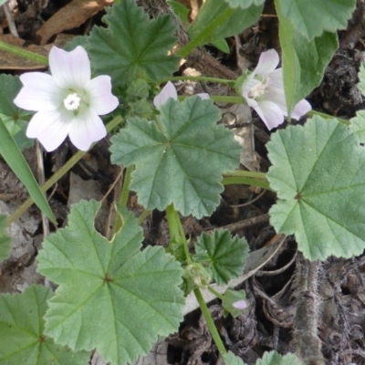 Malva neglecta (Dwarf Mallow) at Isaacs Ridge - 28 Jan 2015 by Mike