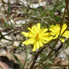 Crepis capillaris (Smooth Hawksbeard) at Isaacs Ridge - 28 Jan 2015 by Mike