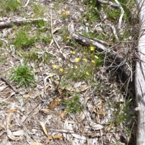 Crepis capillaris at Isaacs Ridge - 28 Jan 2015