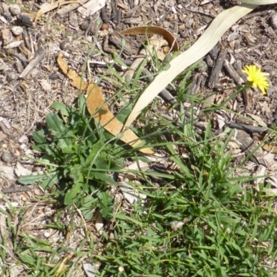 Hypochaeris radicata (Cat's Ear, Flatweed) at Isaacs Ridge - 28 Jan 2015 by Mike