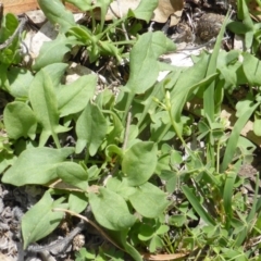 Rumex acetosella (Sheep Sorrel) at Isaacs Ridge - 28 Jan 2015 by Mike