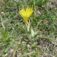 Carthamus lanatus (Saffron Thistle) at Jerrabomberra, ACT - 28 Jan 2015 by Mike