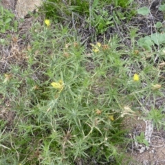 Carthamus lanatus at Jerrabomberra, ACT - 28 Jan 2015