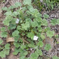 Malva neglecta (Dwarf Mallow) at Isaacs Ridge - 28 Jan 2015 by Mike