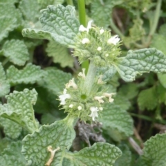 Marrubium vulgare (Horehound) at Jerrabomberra, ACT - 28 Jan 2015 by Mike