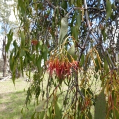 Amyema miquelii (Box Mistletoe) at Isaacs Ridge - 28 Jan 2015 by Mike