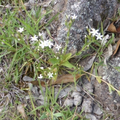 Centaurium sp. (Centaury) at Isaacs Ridge - 28 Jan 2015 by Mike