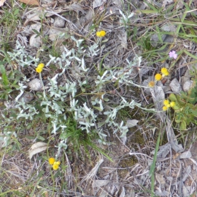 Chrysocephalum apiculatum (Common Everlasting) at Symonston, ACT - 28 Jan 2015 by Mike