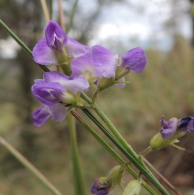 Glycine clandestina (Twining Glycine) at Greenway, ACT - 24 Nov 2014 by michaelb