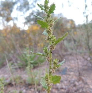 Dysphania pumilio at Paddys River, ACT - 29 Jan 2015 08:25 PM