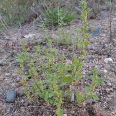 Dysphania pumilio at Paddys River, ACT - 29 Jan 2015 08:25 PM