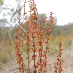 Rumex acetosella (Sheep Sorrel) at Tharwa, ACT - 31 Jan 2015 by MichaelBedingfield