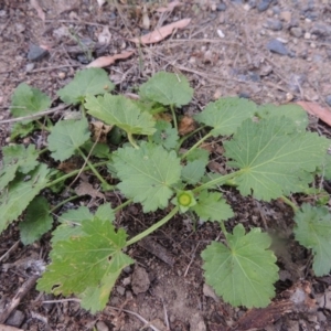 Modiola caroliniana at Paddys River, ACT - 31 Jan 2015