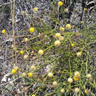 Calotis lappulacea (Yellow Burr Daisy) at Symonston, ACT - 5 Feb 2015 by galah681