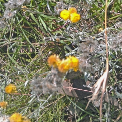 Chrysocephalum apiculatum (Common Everlasting) at Symonston, ACT - 5 Feb 2015 by galah681