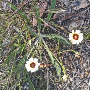 Tolpis barbata at Symonston, ACT - 6 Feb 2015