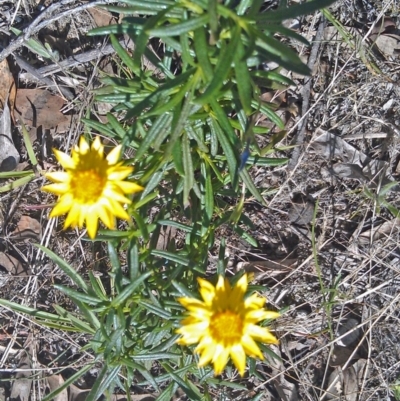 Xerochrysum viscosum (Sticky Everlasting) at Symonston, ACT - 6 Feb 2015 by galah681
