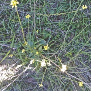 Hirschfeldia incana at Symonston, ACT - 6 Feb 2015