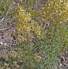 Cassinia quinquefaria (Rosemary Cassinia) at Symonston, ACT - 5 Feb 2015 by galah681