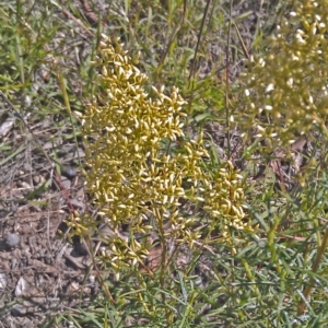 Cassinia quinquefaria at Symonston, ACT - 6 Feb 2015 10:14 AM