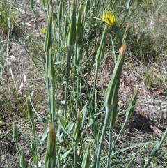 Tragopogon dubius (Goatsbeard) at Symonston, ACT - 6 Feb 2015 by galah681